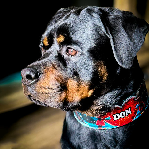 Rottweiler trägt ein blaues M&M-Halsband mit rotem Herz, Figurenprint und dem Namen «DON»