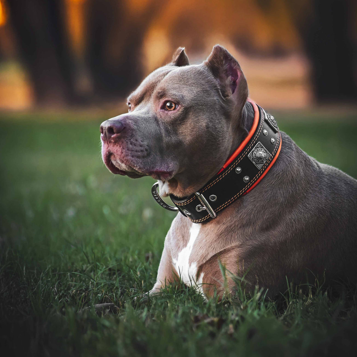Grauer Hund liegt im Gras und trägt das schwarze BESTIA Eros Halsband mit orangefarbener Polsterung.