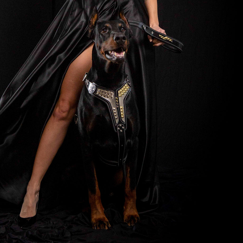 Dobermann trägt ein Platinum-Geschirr neben einer Frau im schwarzen Kleid vor schwarzem Hintergrund