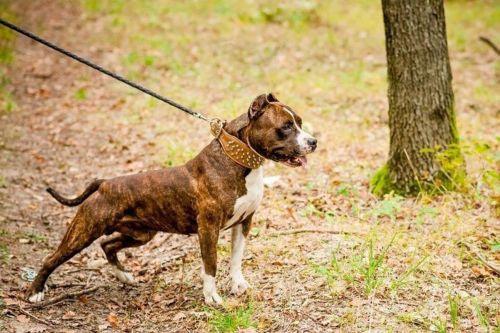 Gestromter Hund mit weisser Brust trägt ein braunes Crown-Halsband mit Spikes und steht an einer Leine im Wald