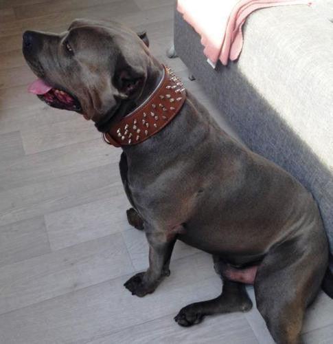 Grosser grauer Hund trägt ein braunes Crown-Halsband mit Spikes und sitzt neben einem Sofa