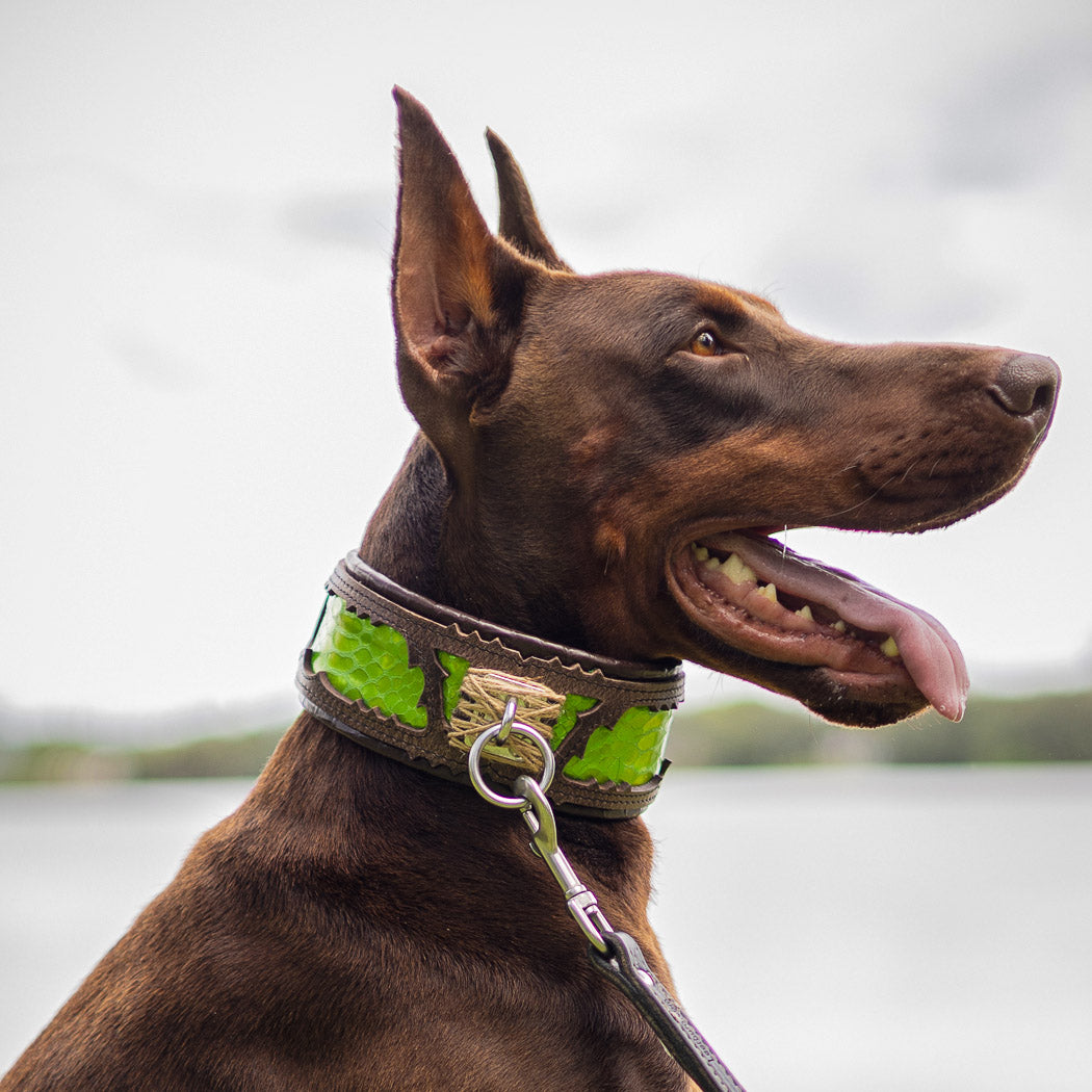Brauner Hund mit BESTIA Venom Lederhalsband, grünem Schlangenprint und befestigter Leine vor einem Gewässer.