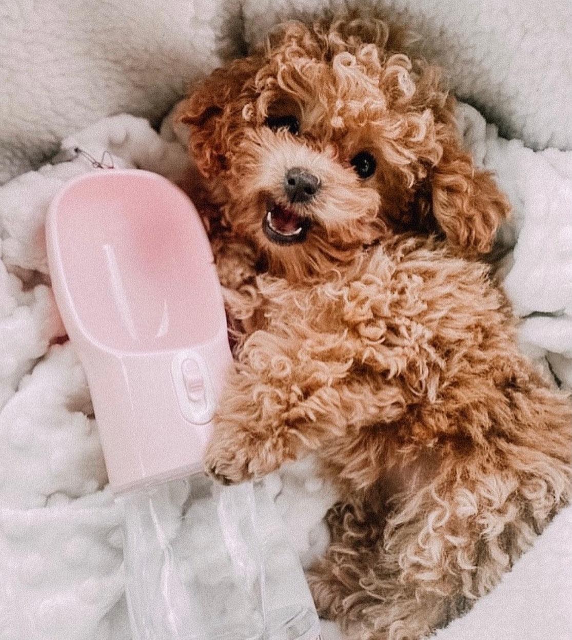 2-in-1-tragbarer Futterautomat für Haustiere – Rosa