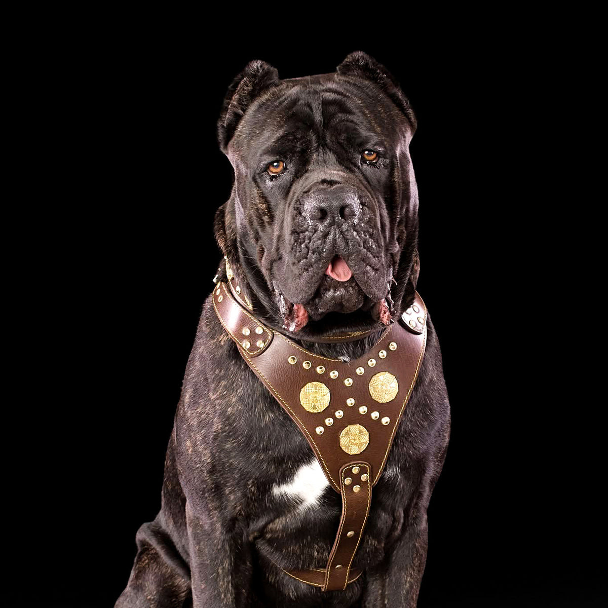 Dunkel gestromter Hund mit weissem Brustfleck trägt ein braunes Maximus-Geschirr mit goldfarbenen Verzierungen vor schwarzem Hintergrund