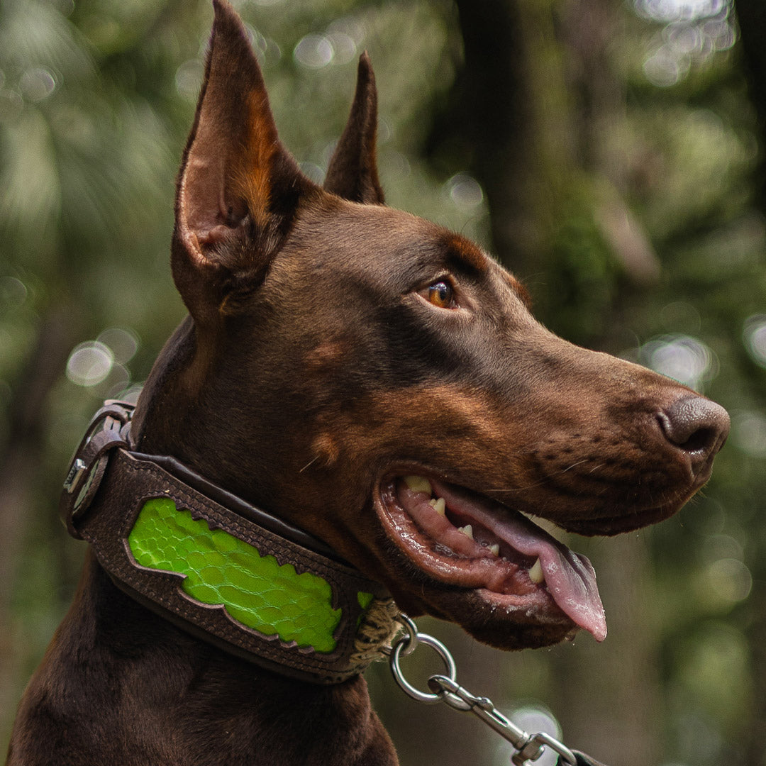 Brauner Hund mit BESTIA Venom Lederhalsband und grünem Schlangenprint im Freien, seitliches Kopfporträt.