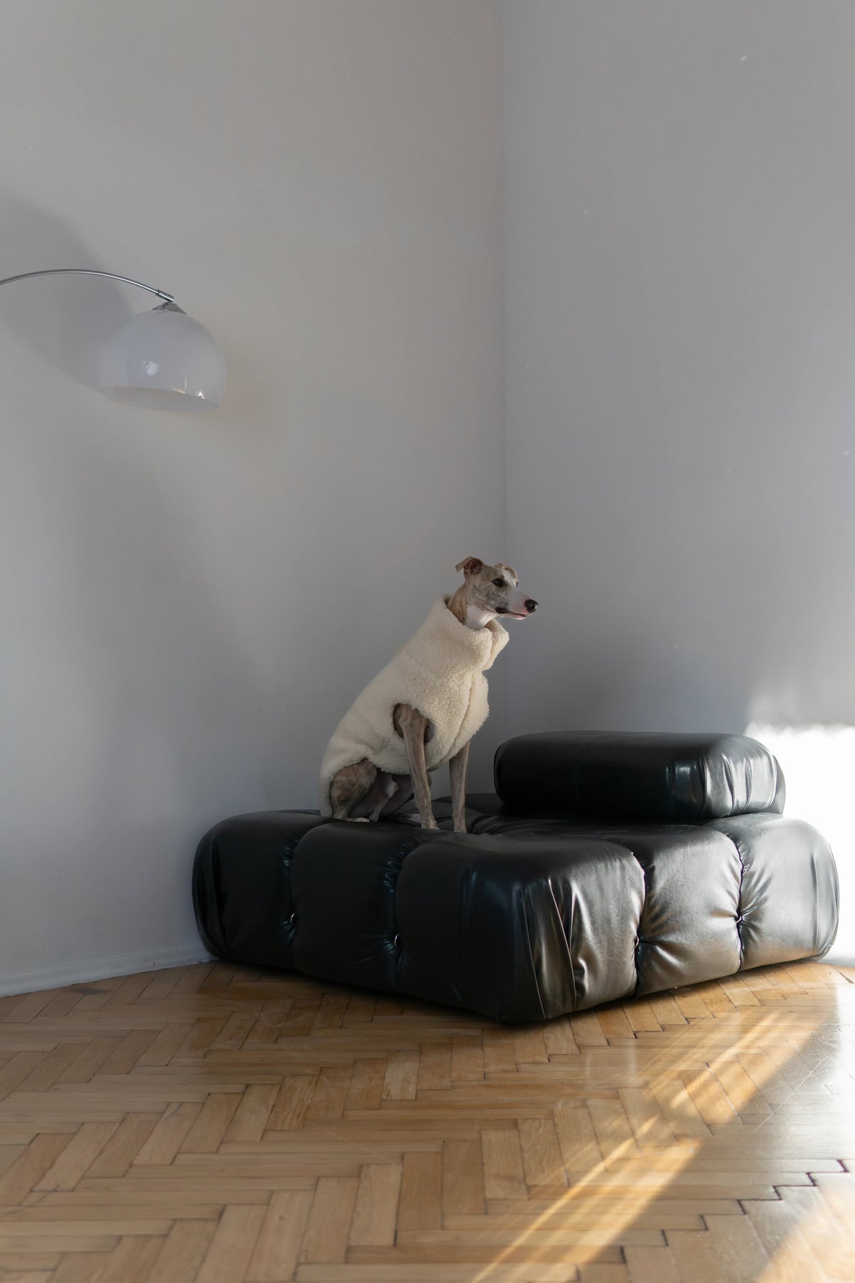 Hund in weisser Mellow-Wollweste mit hohem Kragen sitzt auf einem schwarzen Ledersofa.