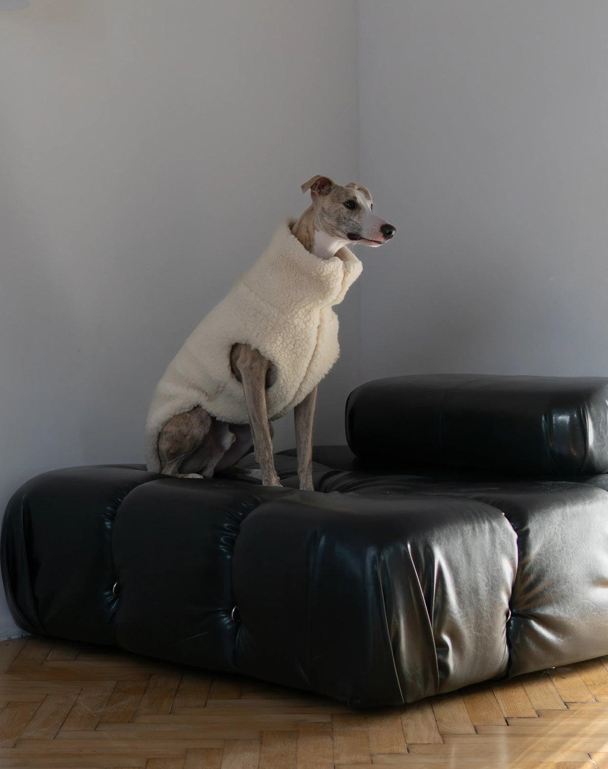Nahansicht eines sitzenden Hundes in weisser Mellow-Teddyweste auf einem schwarzen Ledersofa.