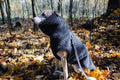 Sitzender Hund mit anthrazitfarbener Mellow-Wollweste, hohem Kragen und Leine im Herbstwald.