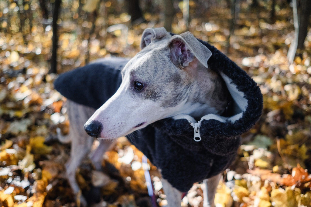 Nahaufnahme der anthrazitfarbenen Teddy-Hundeweste von Mellow mit geöffnetem Kragen im Herbstwald.