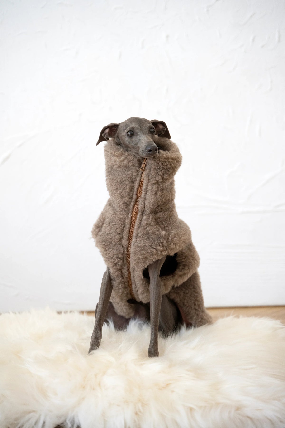 Sitzender Hund in beiger Mellow-Teddyweste mit hohem Kragen und vorderem Metallreissverschluss auf einer weissen Fellunterlage.