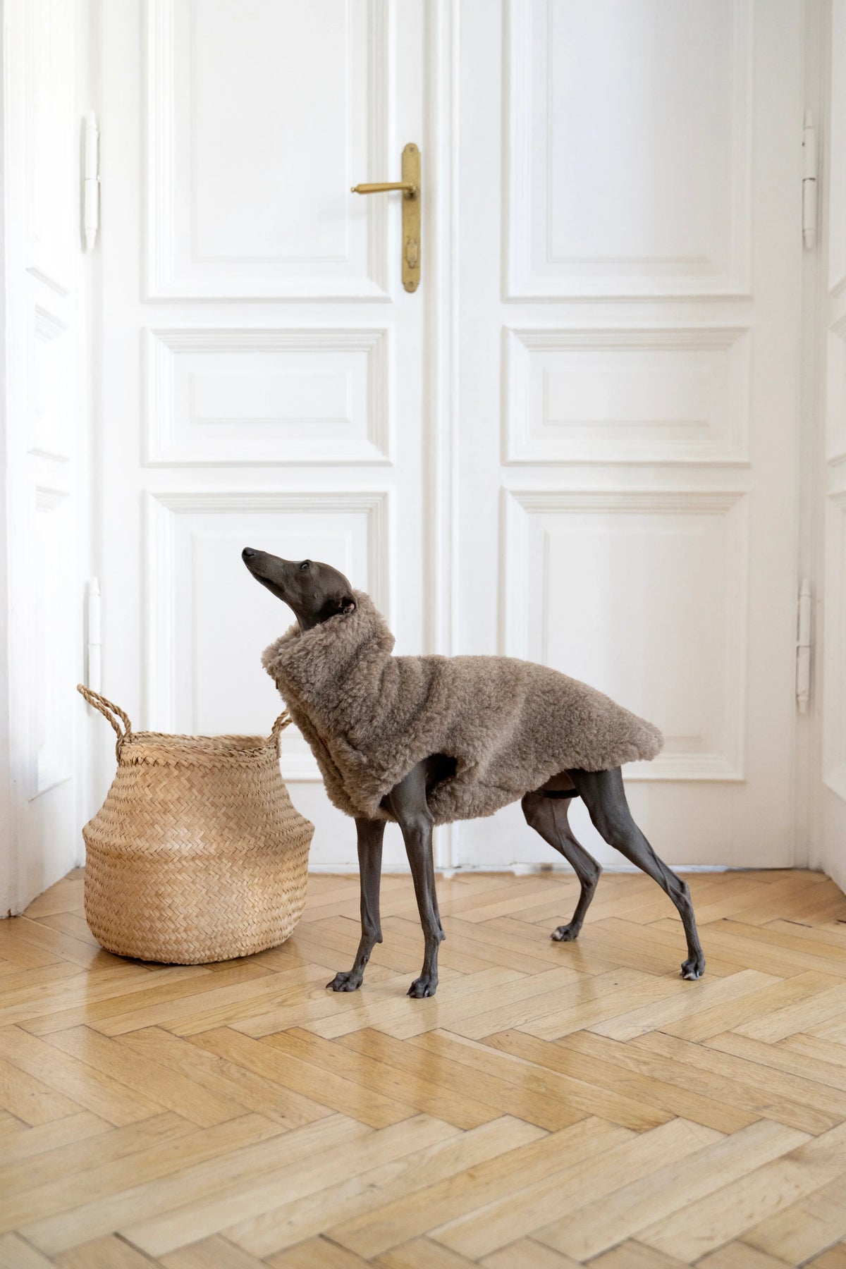 Seitenansicht eines stehenden Hundes in beiger Mellow-Wollweste neben einem geflochtenen Korb.