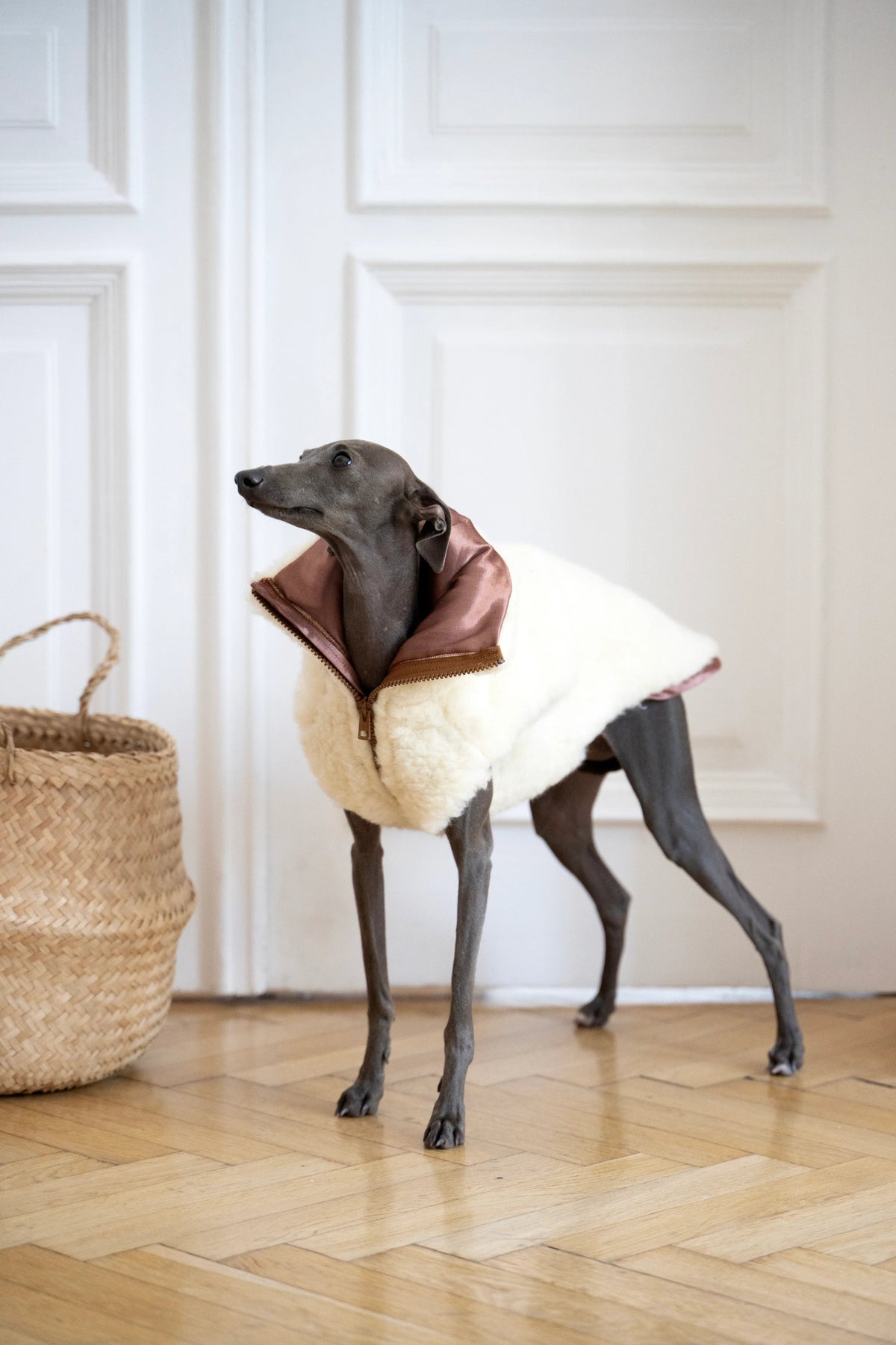 Stehender Hund in weisser Mellow-Wollweste mit geöffnetem Kragen und braunem Innenstoff.