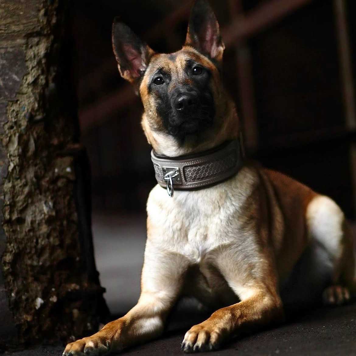 Hellbrauner Hund mit schwarzer Schnauze trägt ein Python-Halsband mit Schlangenprint und liegt neben einem Baumstamm