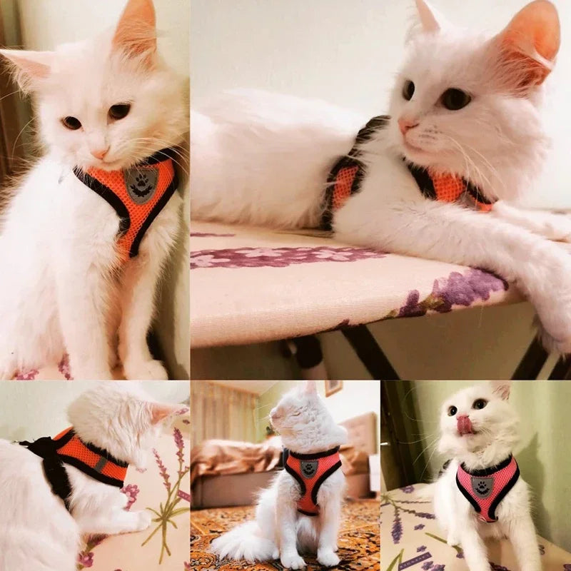 Bildcollage einer weissen Katze mit orangefarbenem und rosafarbenem Mesh-Geschirr.
