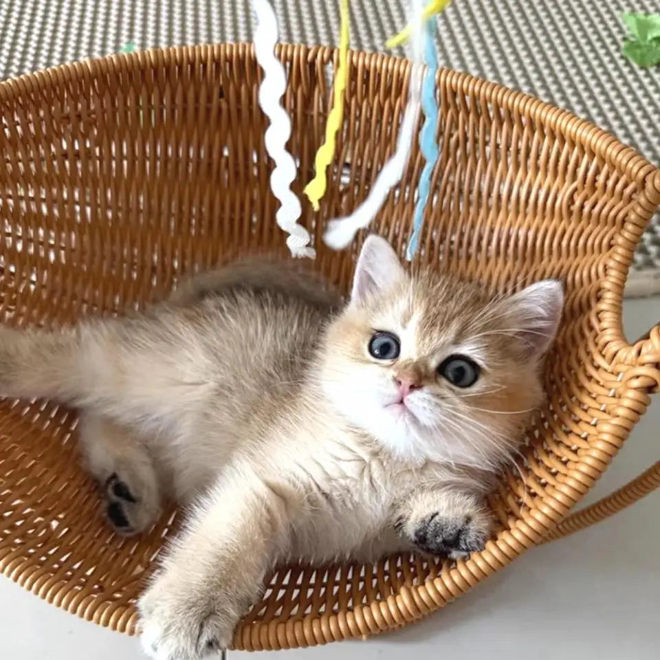Kuscheliges Katzenkorb-Nest | Hängematte & Höhlenbett für Katzen – wasserdicht