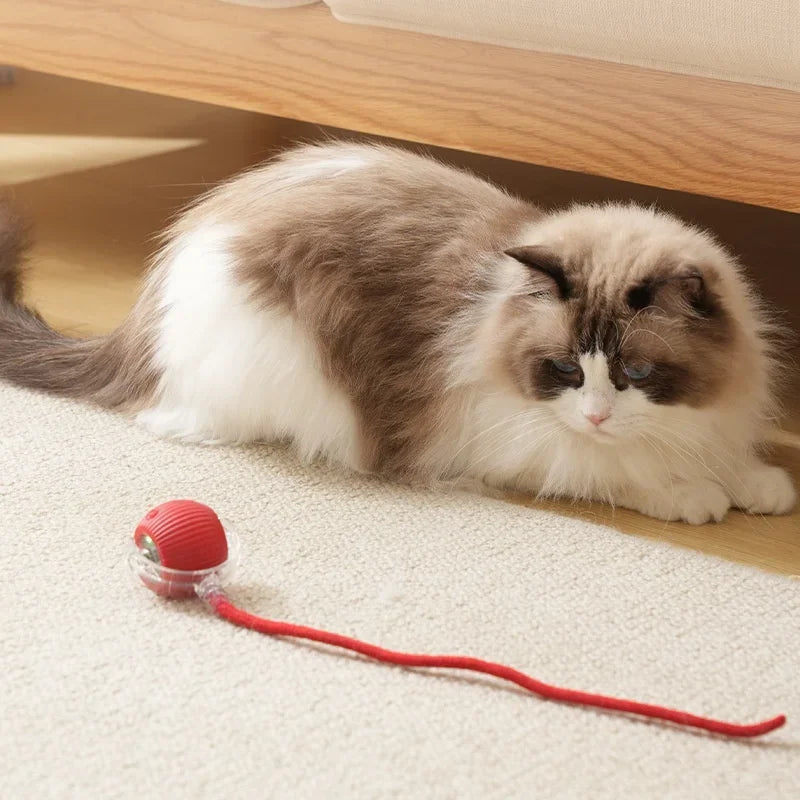 Katzenballspielzeug