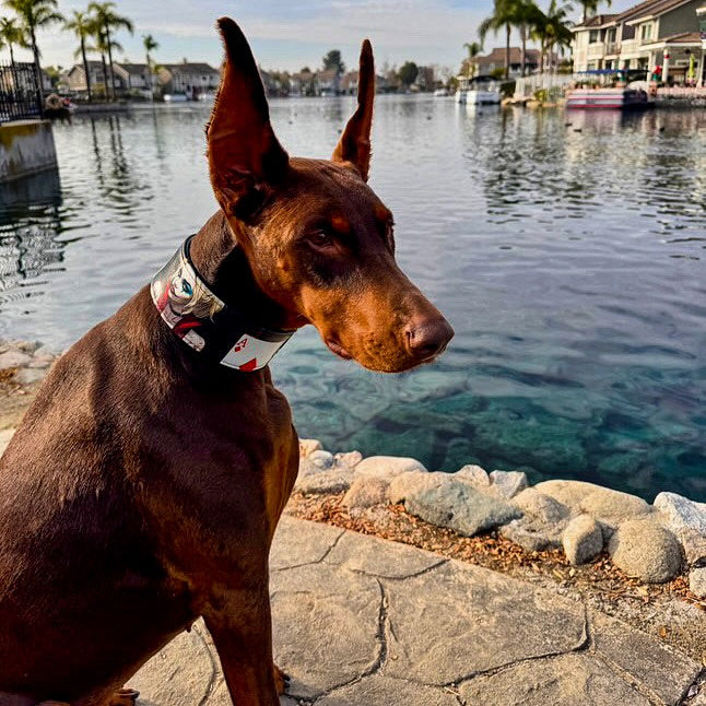 Brauner Dobermann trägt ein schwarzes Harley-Halsband mit farbigem Figurenprint am Ufer eines Kanals