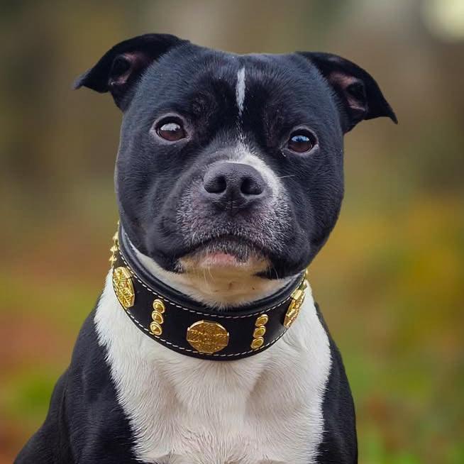 Schwarz-weisser Hund trägt ein schwarzes Maximus-Halsband mit goldfarbenen Verzierungen, von vorne im Freien.