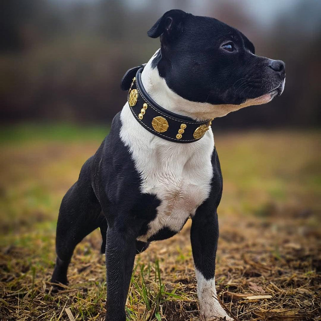 Schwarz-weisser Hund trägt ein schwarzes Maximus-Halsband mit goldfarbenen Verzierungen und steht seitlich auf einer Wiese