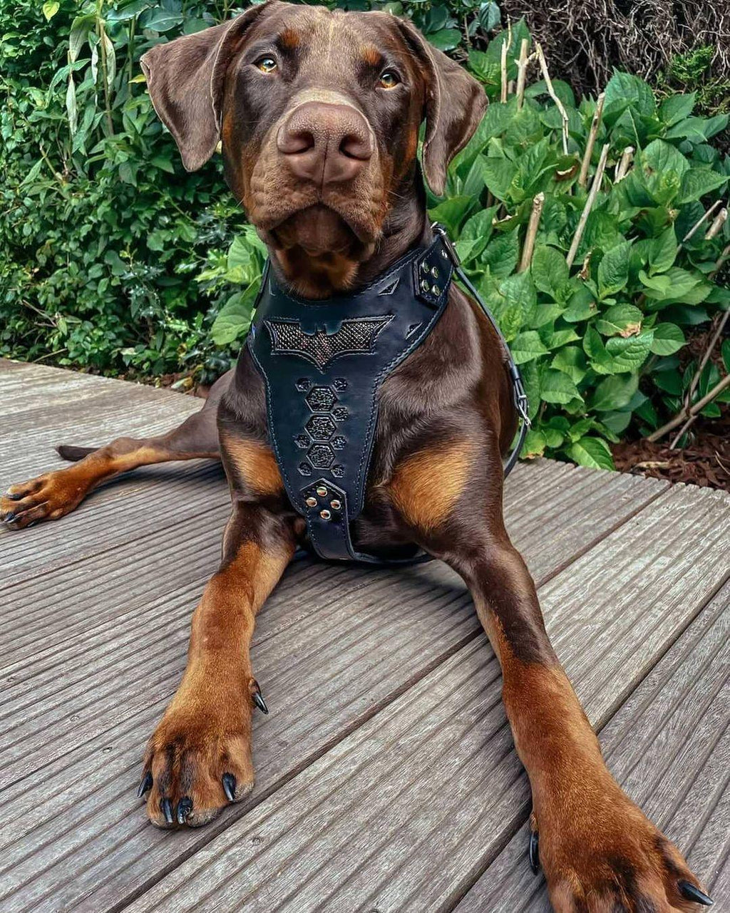 Brauner Hund liegt auf einer Holzterrasse und trägt das BESTIA Batdog Ledergeschirr mit Fledermausmotiv.