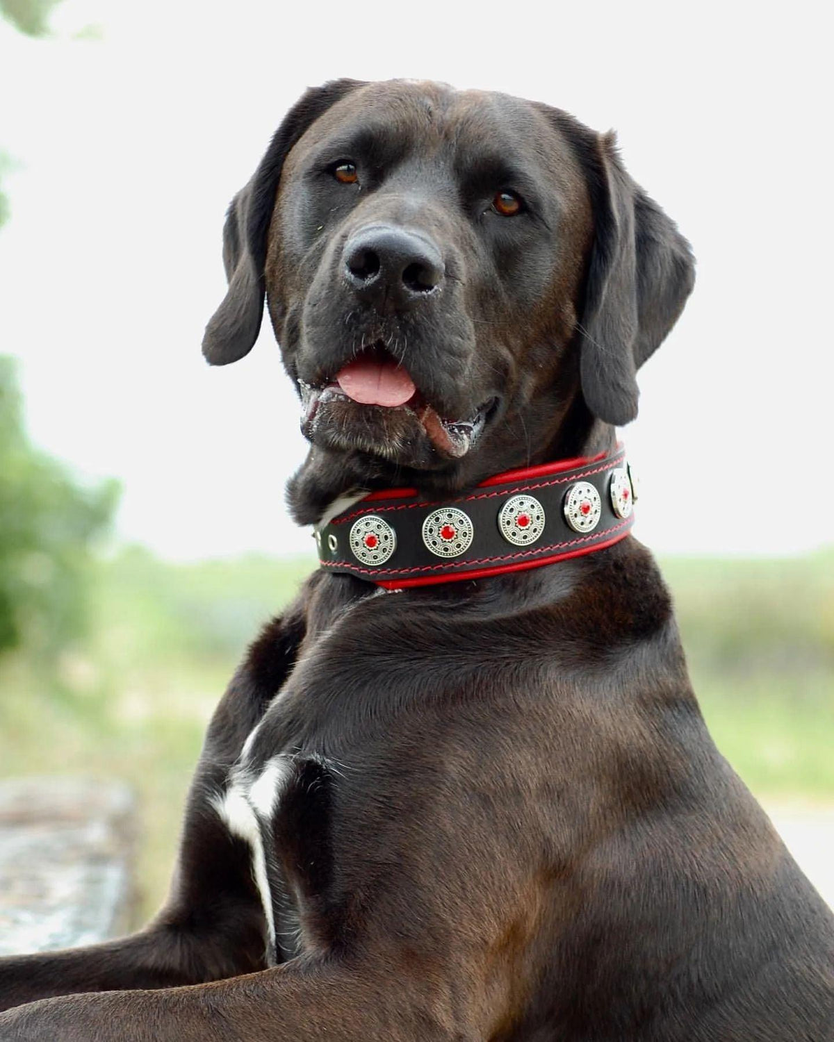 Dunkler Hund mit weissem Brustfleck trägt ein schwarzes Bijou-Halsband mit roten Nähten und silberfarbenen Zierscheiben mit roten Schmucksteinen