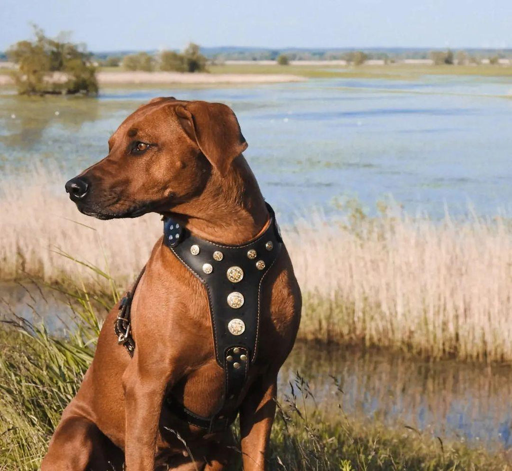 Brauner Hund trägt ein schwarzes Bijou-Geschirr mit goldfarbenen Verzierungen am Ufer eines Sees