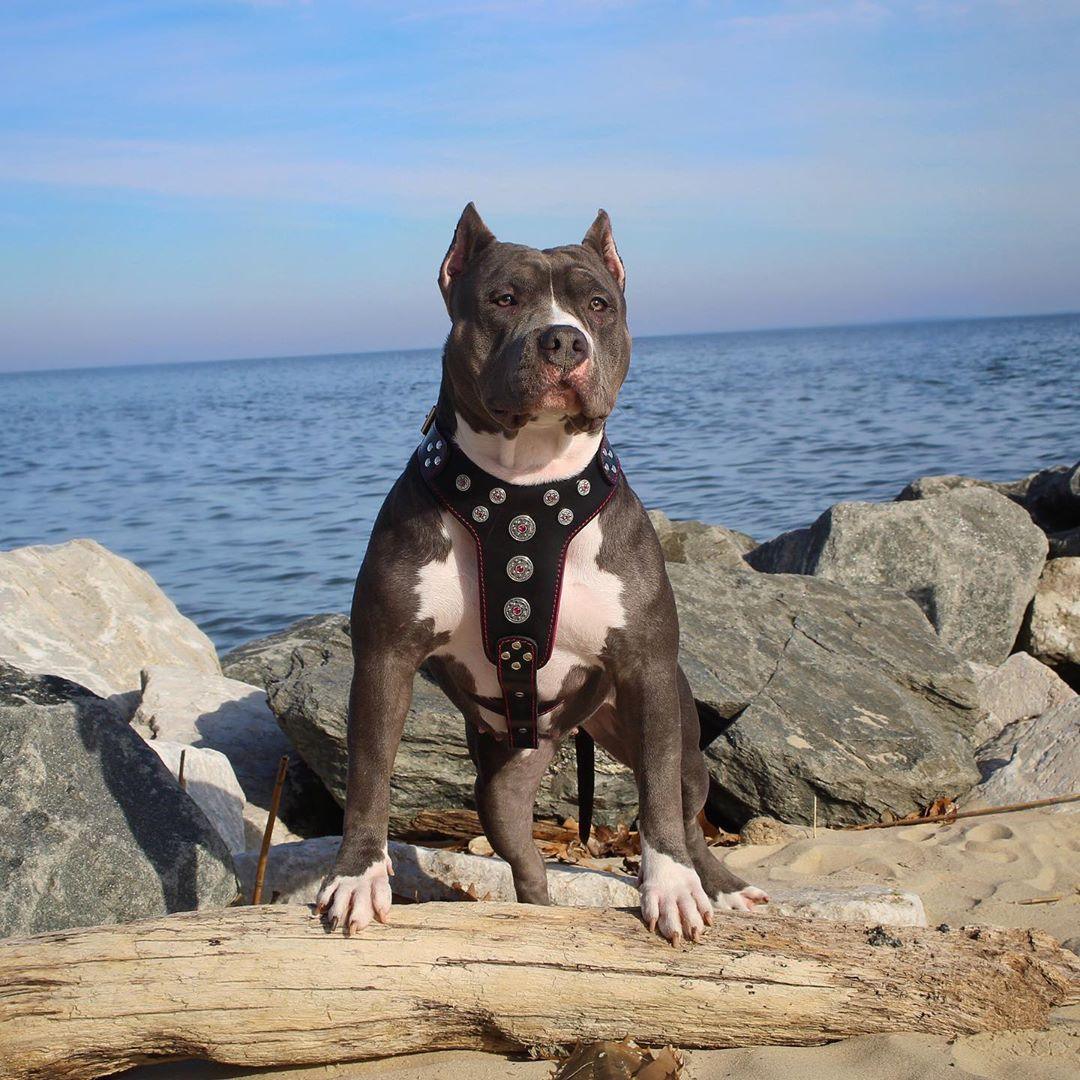 Grau-weisser Hund trägt ein schwarzes Bijou-Geschirr mit roten Details vor Felsen am Meer