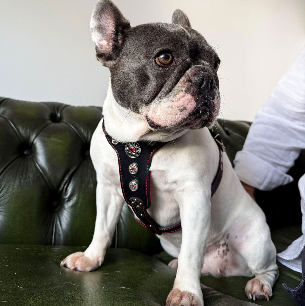 Weiss-graue Französische Bulldogge sitzt mit einem schwarzen Bijou-Geschirr mit roten Details auf einem grünen Ledersofa