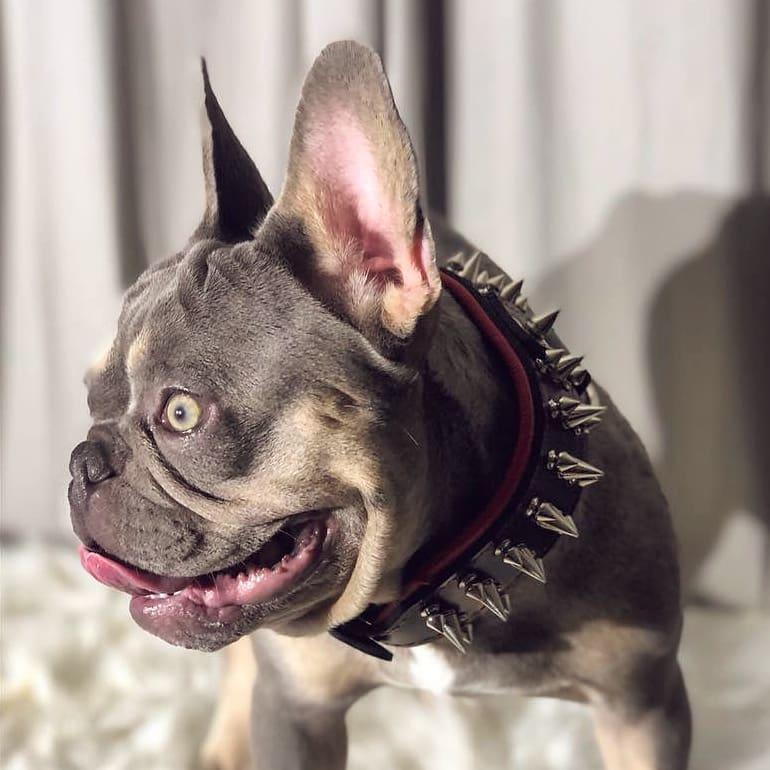 Graubraune Französische Bulldogge trägt ein schwarzes Danger-Halsband mit Spikes und roter Polsterung im Sonnenlicht