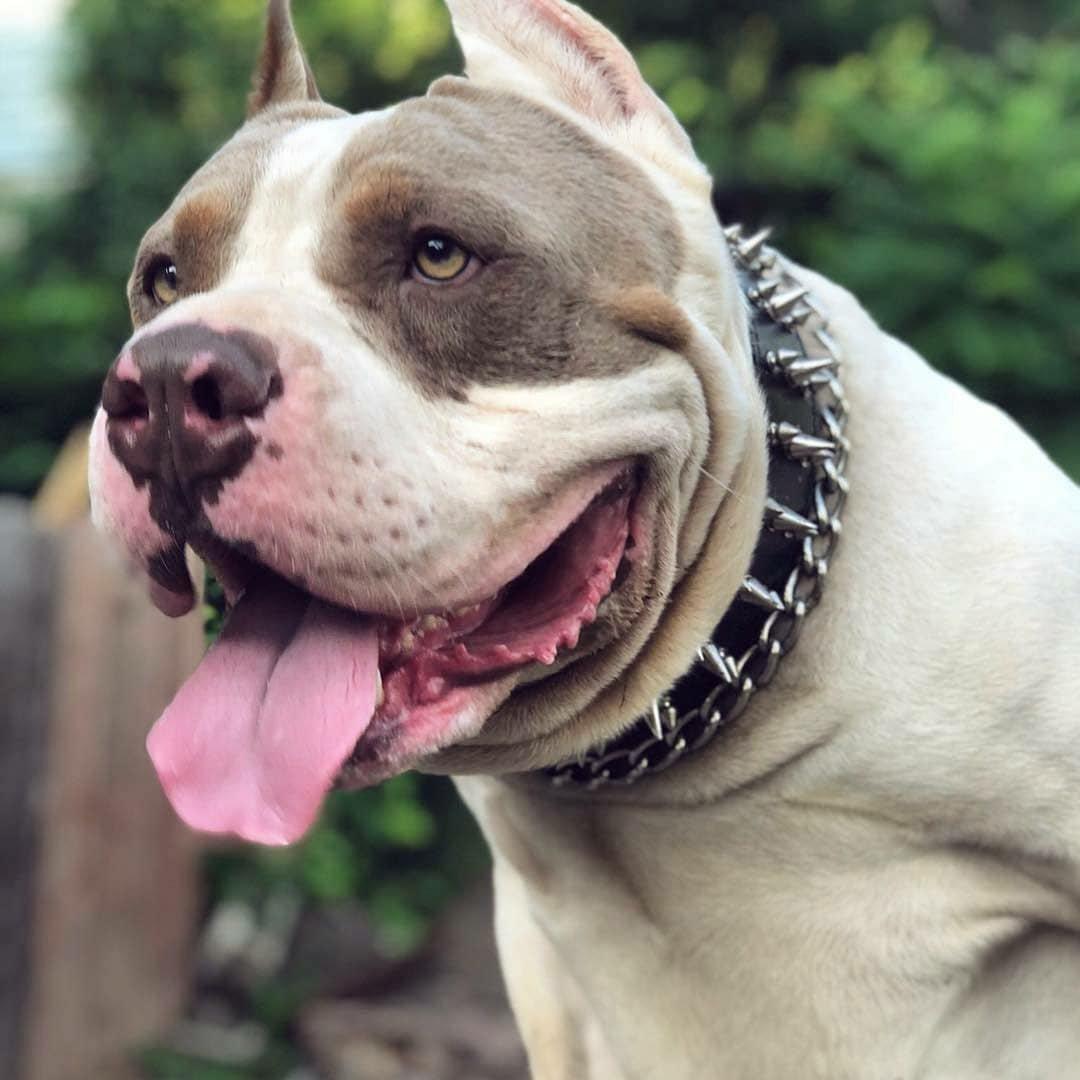 Weiss-brauner Hund trägt ein schwarzes Danger-Halsband mit silberfarbenen Spikes im Freien