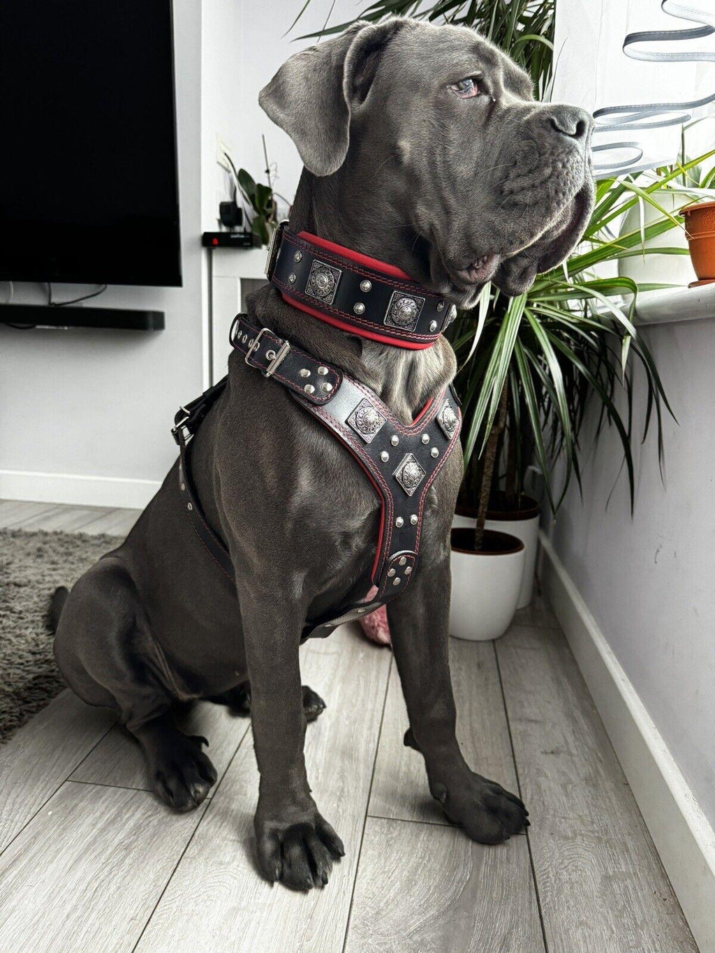 Grauer Hund sitzt im Wohnraum und trägt BESTIA EROS Ledergeschirr und Halsband mit roten Nähten und silberfarbenen Ziernieten.