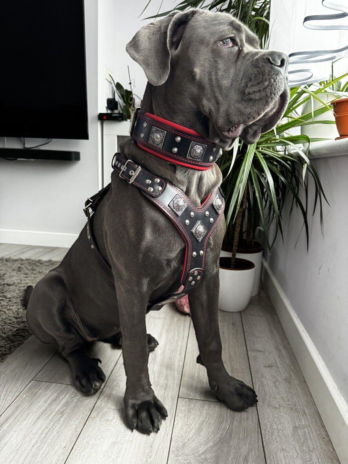 Grauer Hund sitzt im Wohnraum und trägt BESTIA EROS Ledergeschirr und Halsband mit roten Nähten und silberfarbenen Ziernieten.
