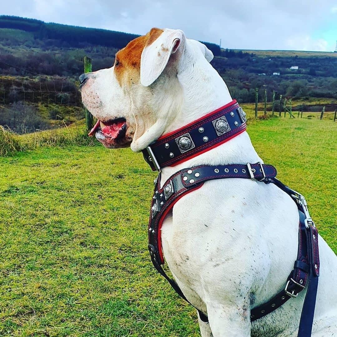 Weisser Hund mit braunen Abzeichen trägt BESTIA EROS Ledergeschirr und Halsband in Schwarz/Rot auf einer Wiese.