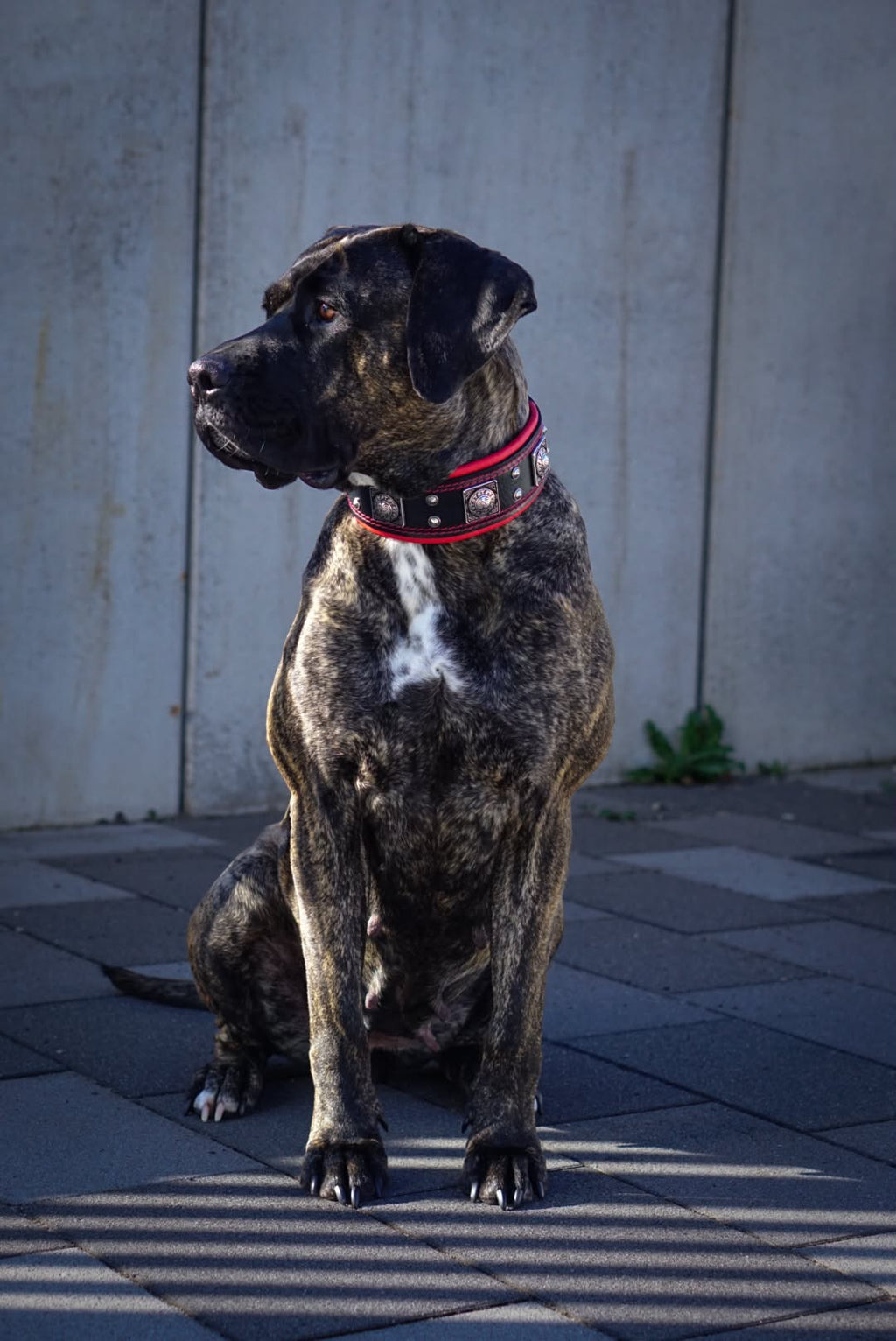 Gestromter Hund mit weissem Brustfleck trägt das BESTIA Eros Lederhalsband in Schwarz und Rot.