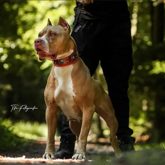 Braun-weisser Hund steht auf einem Waldweg und trägt das BESTIA Eros Lederhalsband in Braun/Orange.