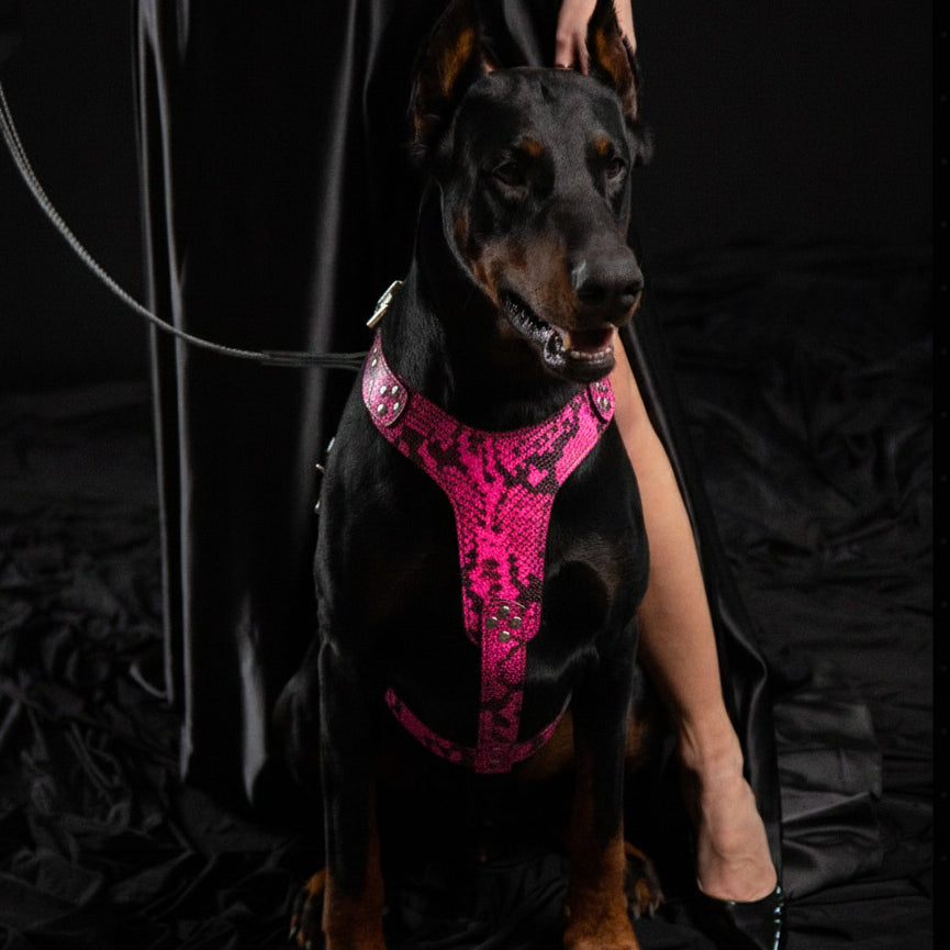 Das „Rock Python“-Geschirr PINK