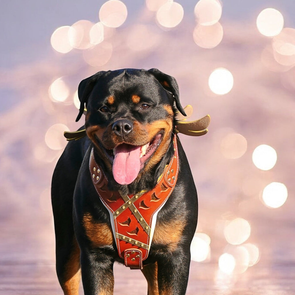 Rottweiler trägt ein braunes Hermes-Geschirr mit Zierstreifen und seitlichen Flügelmotiven vor einem Hintergrund mit Lichtkreisen