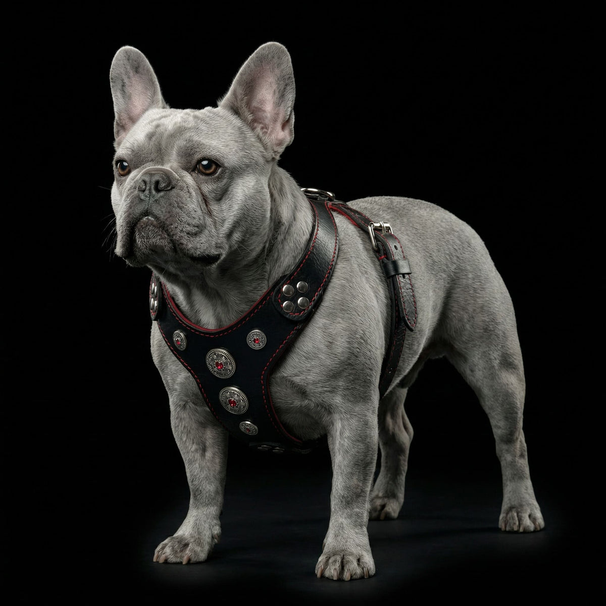 Graue Französische Bulldogge trägt ein schwarzes Bijou-Geschirr mit roten Details vor schwarzem Hintergrund