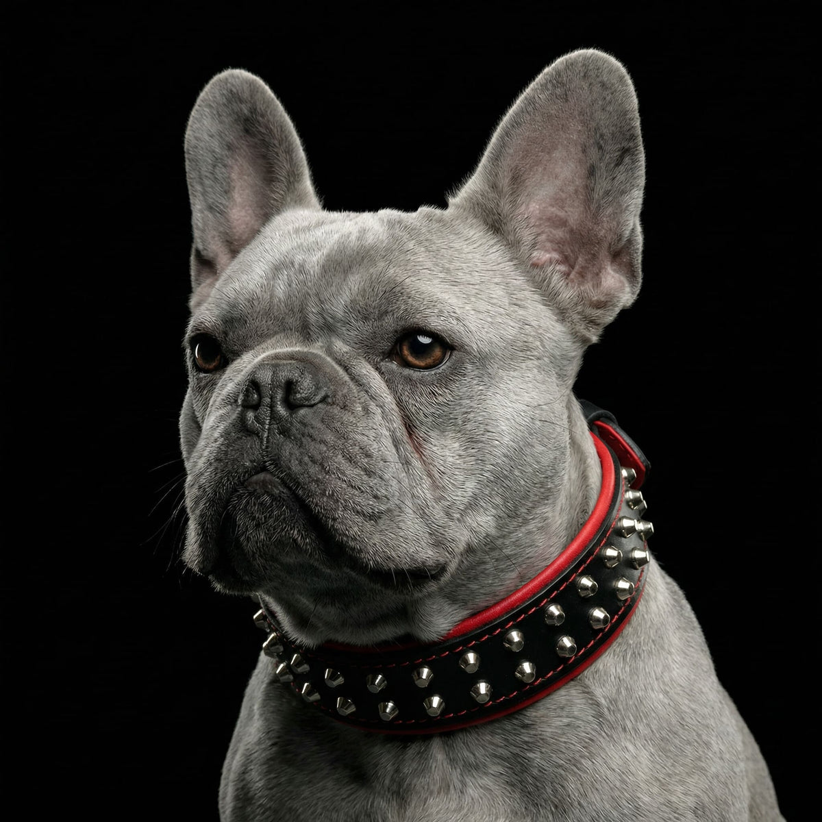 Graue Französische Bulldogge trägt ein schwarzes Rocky-Halsband mit silberfarbenen Nieten und roter Polsterung vor schwarzem Hintergrund
