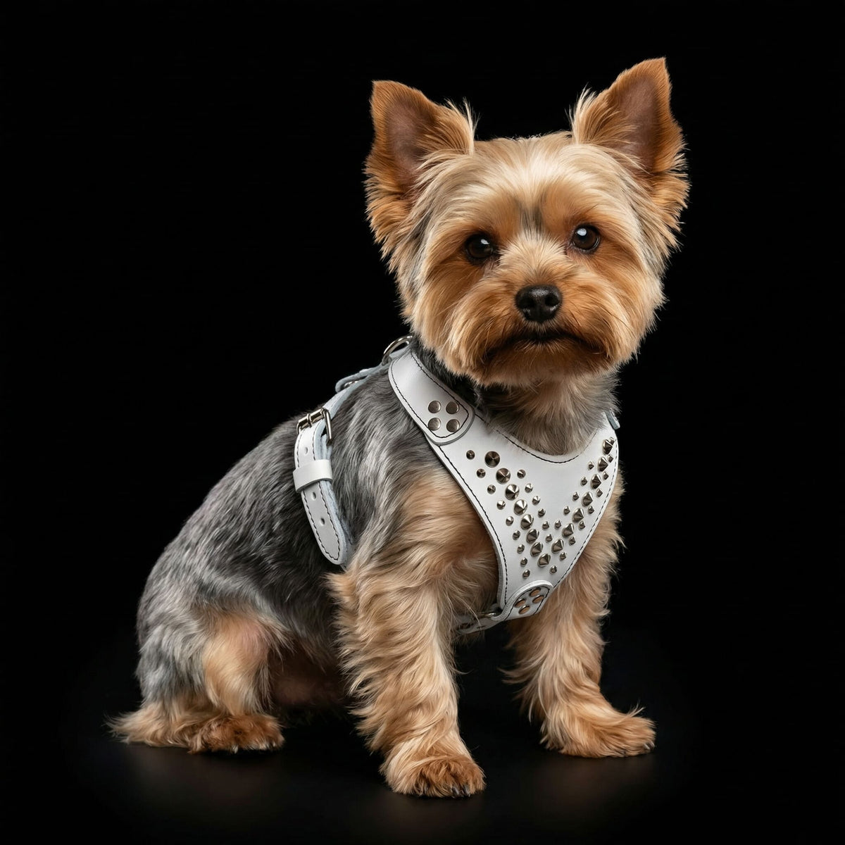 Yorkshire Terrier trägt ein weisses nietenbesetztes Star-Geschirr vor schwarzem Hintergrund