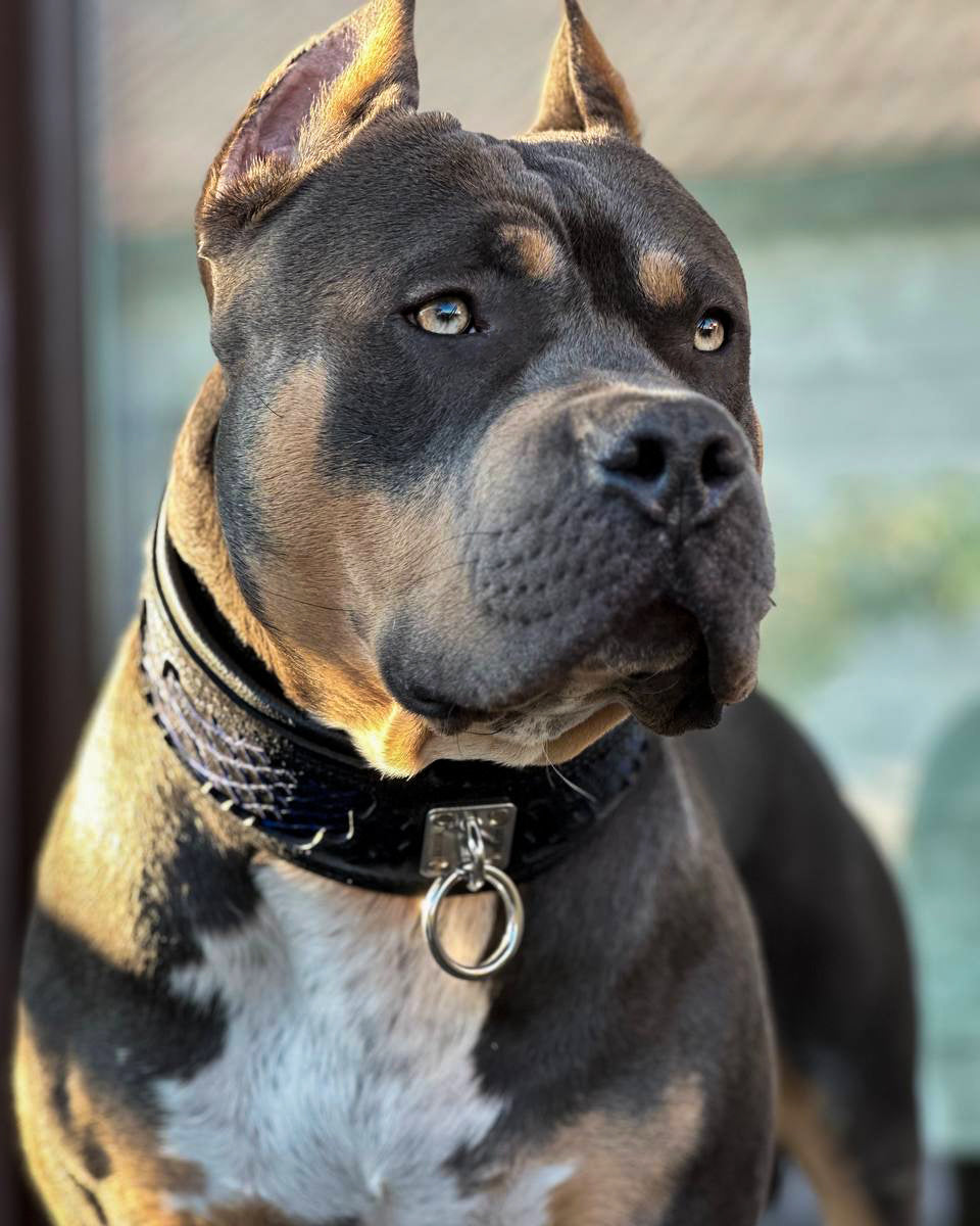 Hund mit breitem BESTIA Indigo Lederhalsband in Schwarz und Blau mit silberfarbenem Metallring.