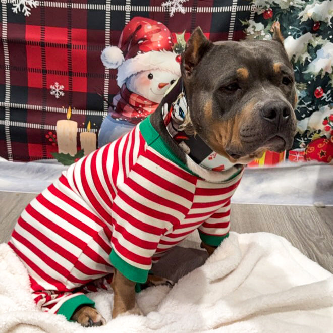 Graubrauner Hund trägt ein Harley-Halsband und einen rot-weiss gestreiften Anzug vor weihnachtlicher Dekoration