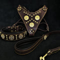 Braunes Maximus-Lederset aus Geschirr, Halsband und Leine mit goldfarbenen Zierscheiben und Nieten, gelben Nähten und schwarzer Polsterung auf dunklem Hintergrund