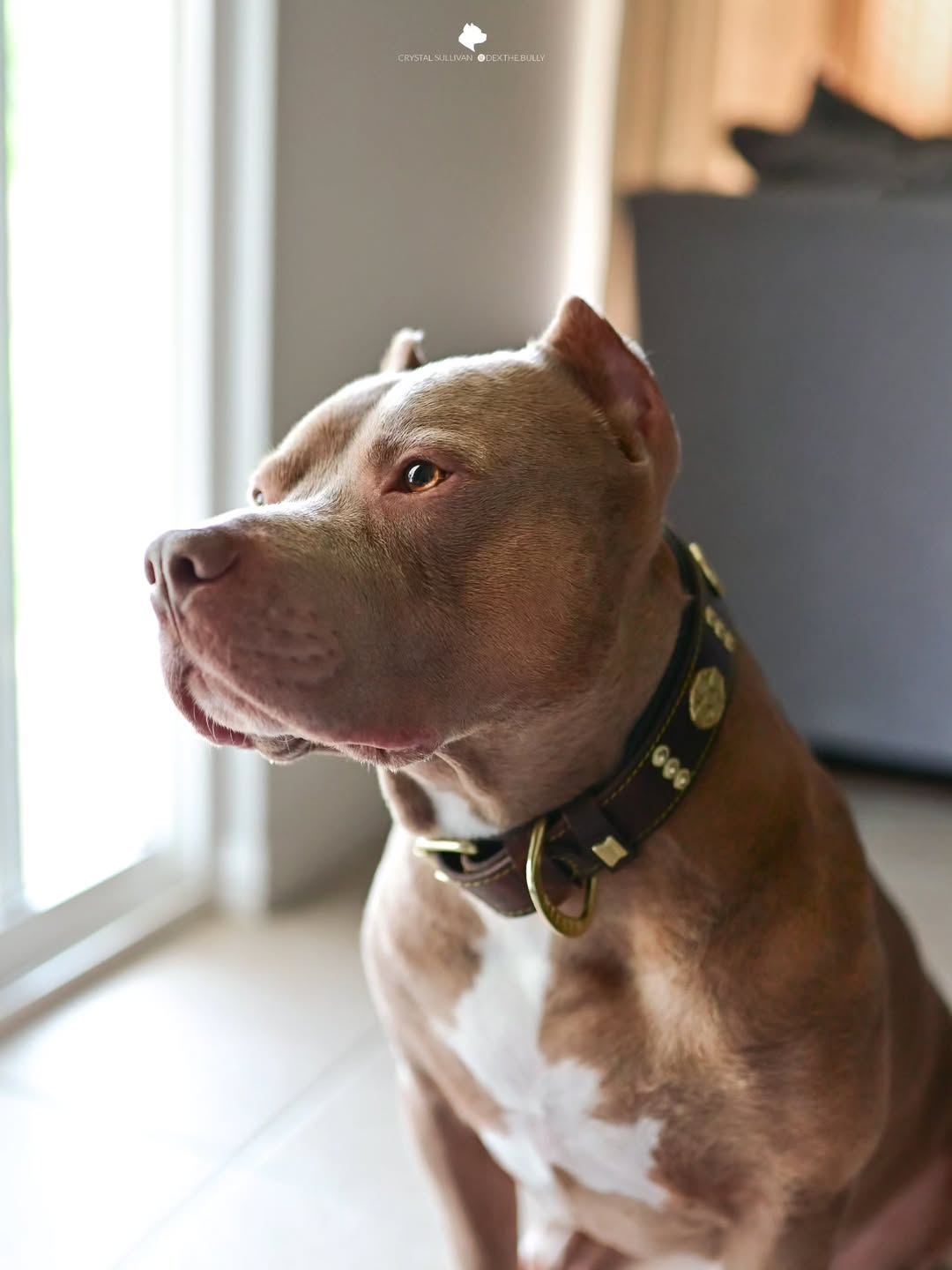 Hellbrauner Hund mit weisser Brust trägt ein braunes Maximus-Halsband mit goldfarbenen Verzierungen und sitzt am Fenster