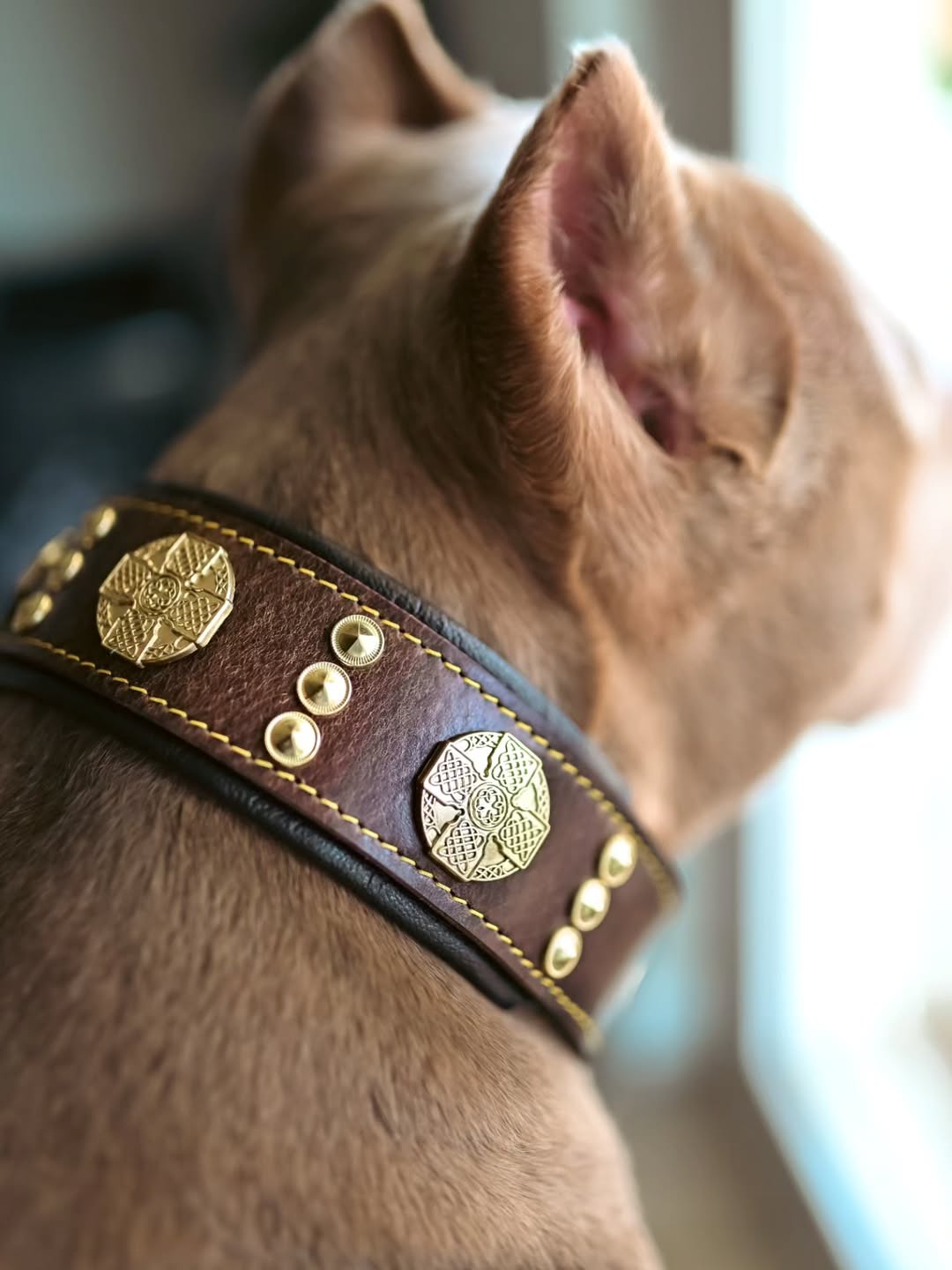Nahaufnahme eines braunen Maximus-Halsbands mit goldfarbenen Zierscheiben und Nieten am Hals eines hellbraunen Hundes