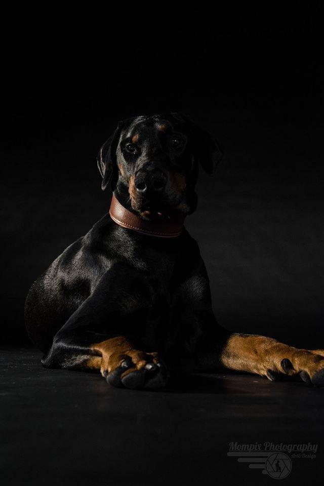Schwarz-brauner Hund trägt ein braunes Style-Halsband und liegt vor schwarzem Hintergrund