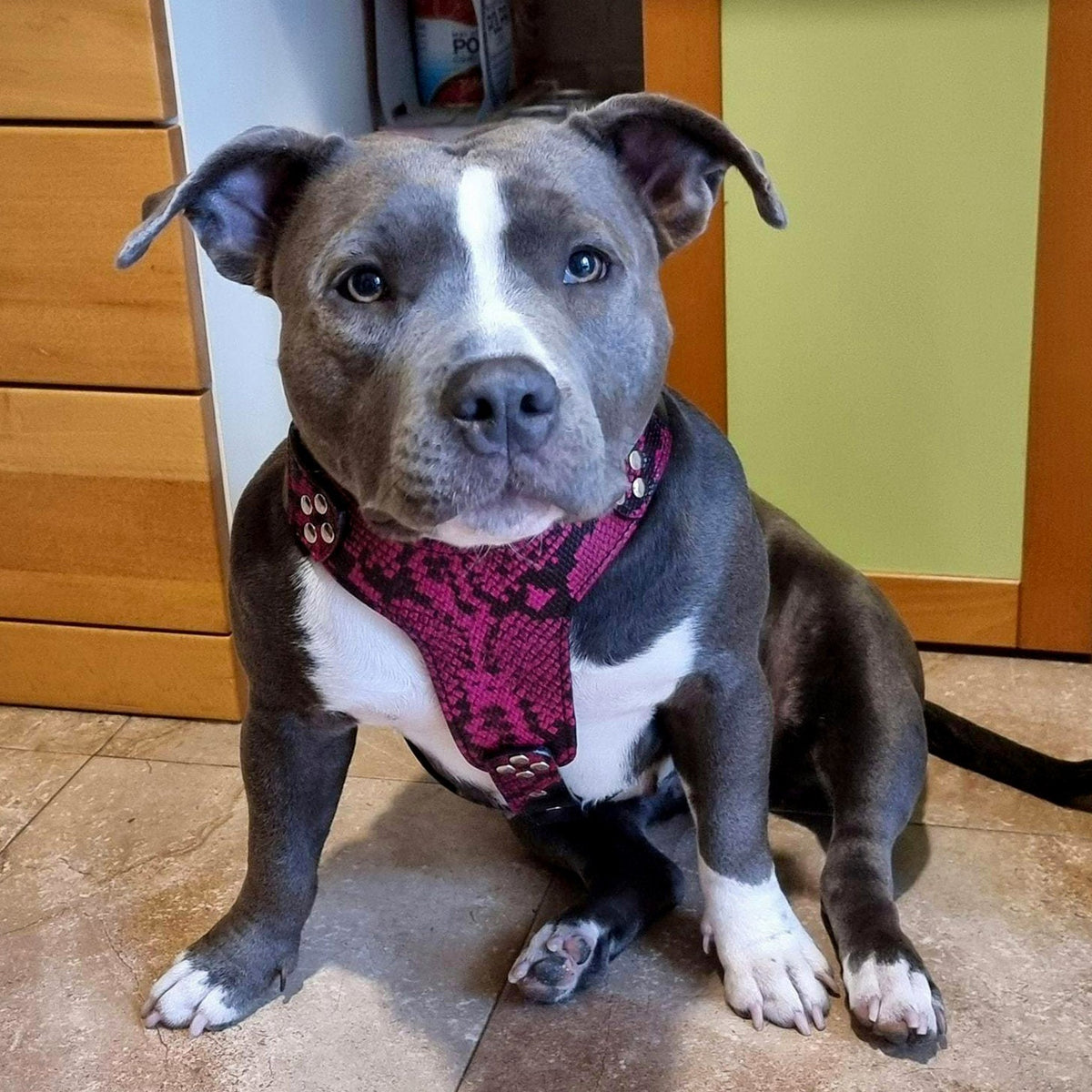 Grau-weisser Hund sitzt auf einem Fliesenboden und trägt ein pink-schwarzes Rock-Python-Geschirr