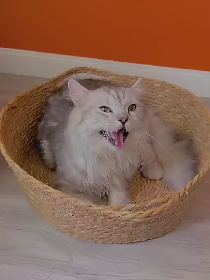 Kuscheliges Rattan-Katzenbett mit Kissen – 3 Grössen