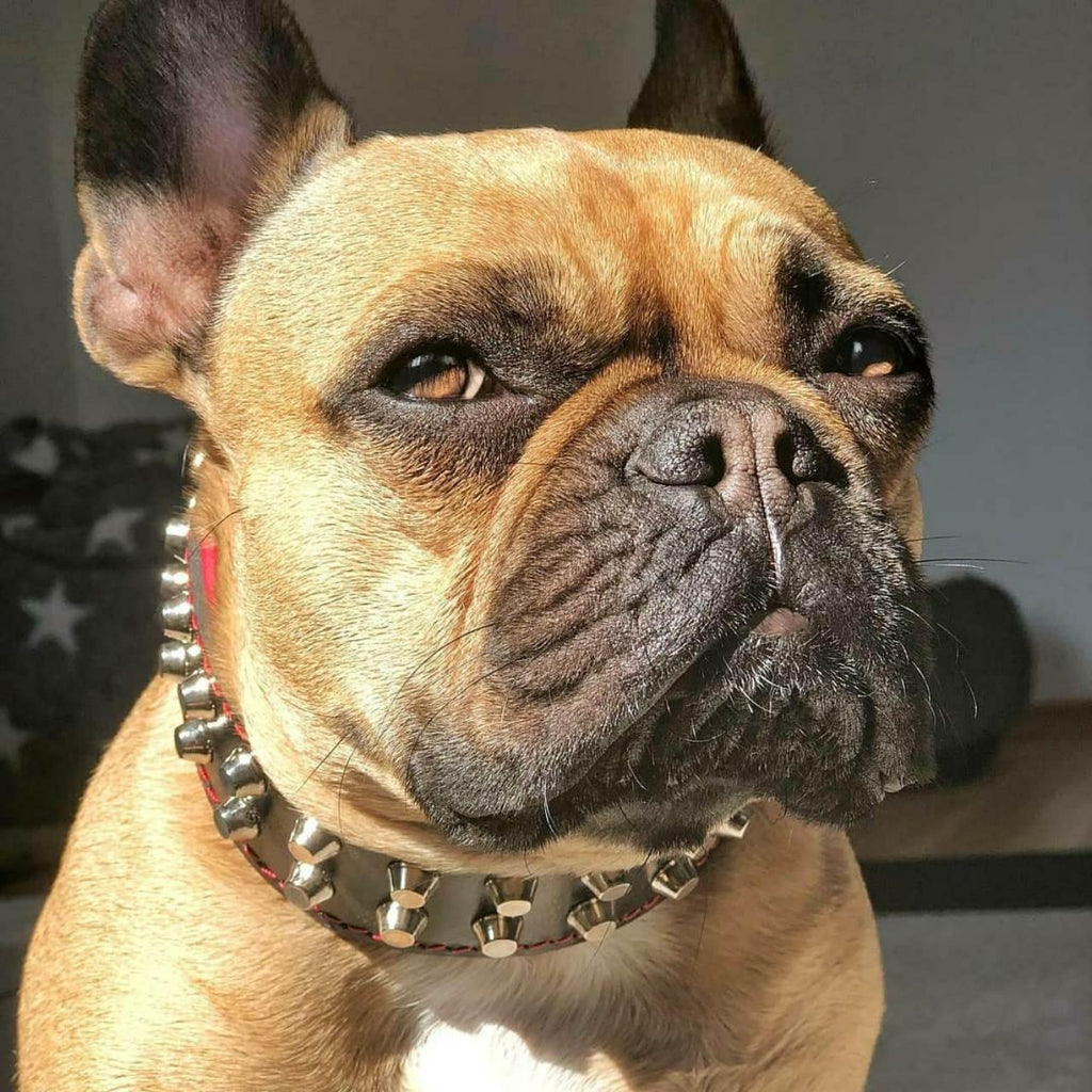Nahaufnahme einer hellbraunen Französischen Bulldogge mit schwarzem Rocky-Halsband, silberfarbenen Nieten und roter Polsterung im Sonnenlicht