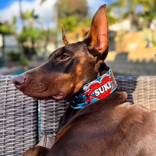 Brauner Dobermann trägt ein blaues M&M-Halsband mit rotem Herz, Figurenprint und dem Namen «SUKI»